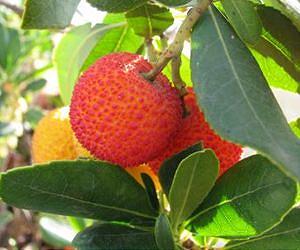 Silver nanoparticle synthesis using strawberry tree leaf