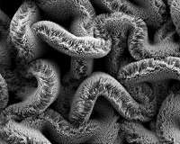 Stretchable supercapacitors to power tomorrow's wearable devices