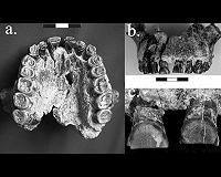 Study finds earliest evidence in fossil record for right-handedness