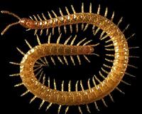 Centipede's genome reveals how life evolved on our planet