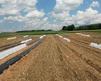 Strip tillage, rowcovers for organic cucurbit production