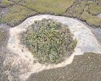 Ancient life form discovered in remote Tasmanian valley