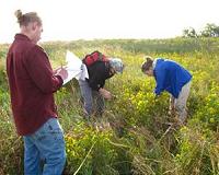 Isolated wetlands have significant impact on water quality