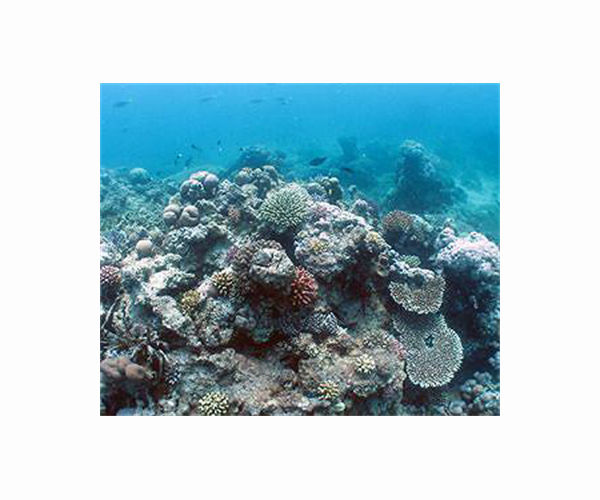 Heat-resilient Red Sea reefs offer last stand for corals