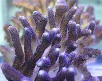 Pacific corals in 'worrying' state: researchers