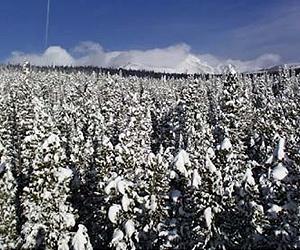 Longer growing season cuts tree CO2 intake