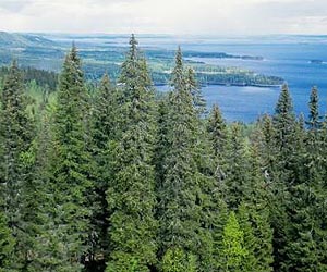 Canada's unique wetlands under threat: report