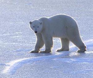 Arctic development 'a new menace to polar bears'