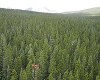 Warmer Climate Could Stifle Carbon Uptake By Trees