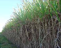 Brazil's biofuel industry welcomes EU climate change package
