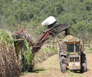 US To Develop More Sugarcane Ethanol