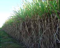Analysis: Brazil to increase ethanol