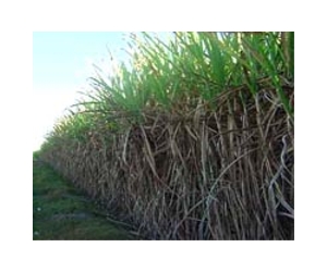 Three Bacterial Strains Common to Grapevines and Sugarcane Decoded