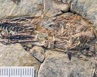 Near-complete fossil reveals evolution of advanced flight among early birds