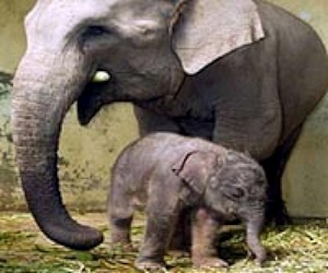 Sumatran elephants found dead, poisoning suspected