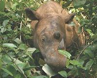 The fight to save Earth's smallest rhino in Sumatra's jungles