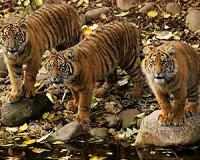 Cambodian tigers declared 'extinct' as reintroduction plan unveiled