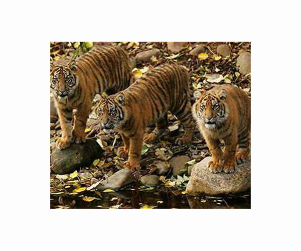 Malaysia trapping tigers after three people killed