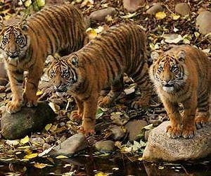 Tiger cub video triggers WWF call to save forests
