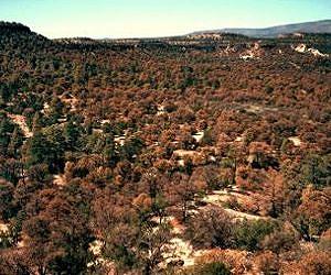 Economic Assessment of Mountain Pine Beetle Timber Salvage
