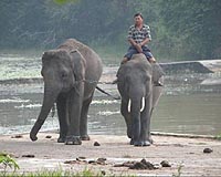 Deadly attacks shed light on Indonesia's human-animal conflicts