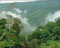 Greenpeace welcomes move to save Indonesia's forests