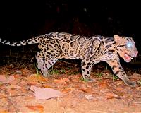 South Africa puts year-long ban on leopard hunting