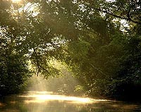 Nobel winner urges protection for key forests in UN talks
