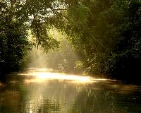 Mapping blue carbon in mangroves worldwide