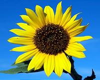 Sunflower Genome Holds The Promise Of Sustainable Agriculture