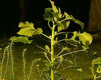 Light-sensitive eyes in plants