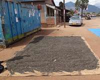 Sunflower seeds traced as source of toxic mold, potent liver carcinogen