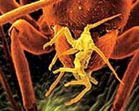 First Broad Spectrum Anti-Microbial Paint To Kill Superbugs