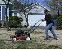 Less-frequent lawn mowing may help suburban bees