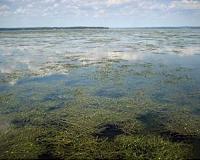 Scientists expect below average Chesapeake Bay dead zone this summer
