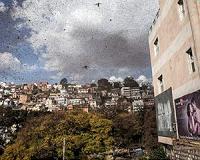 Locust plague descends on Madagascar capital