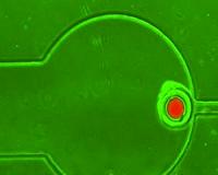 Engineered swarmbots rely on peers for survival