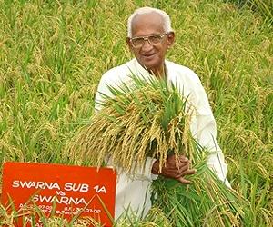 Indian Farmers Adopt Flood-Tolerant Rice At Unprecedented Rates