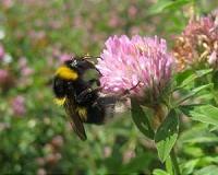 Bees able to spot which flowers offer best rewards before landing