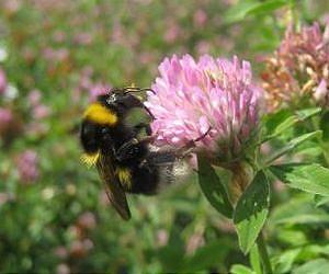 Wild bees: Champions for food security and protecting our biodiversity