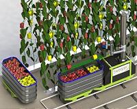 International partnership will develop first market ready sweet pepper harvesting robot