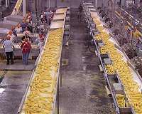 In sweet corn, workhorses win