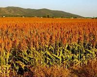High concentration of CO2 protects sorghum against drought