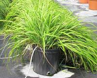 Mosquito-repelling chemicals identified in traditional sweetgrass
