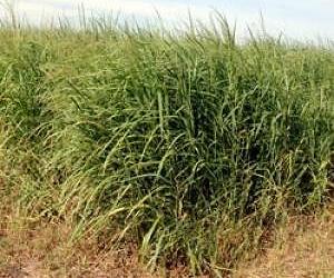 Yield Projections For Switchgrass As A Biofuel Crop