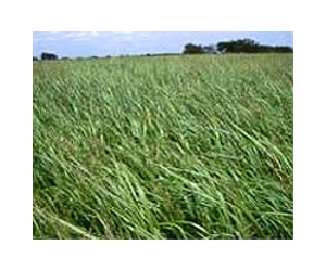 Energy Crops Growing On Seawater