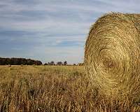 Study identifies additional hurdle to widespread planting of bioenergy crops