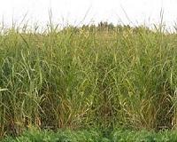 A new recipe for biofuel