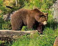 Slovenians strive to live in peace with bears