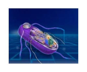 How do you stop a synthetic-biology disaster?